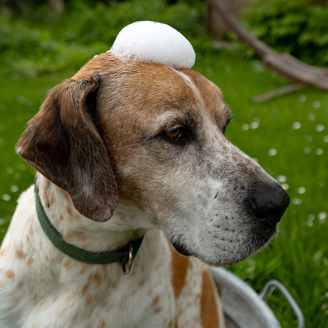 Hund bei sanfter Pflege
